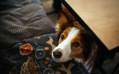 Pets Chewed Your Table Leg: How to Fix Your Wooden Furniture in Texas