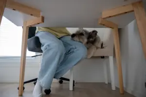 Small dog resting beneath a wooden dining table near its owner.