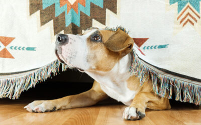 Pets Scratched Leather: Pet-Proof Amish Furniture Options